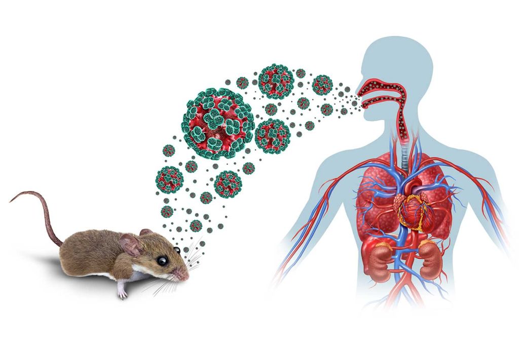 Hantavirus en 2026: cómo una alerta sanitaria puede acabar afectando a tu bolsillo sin que te des cuenta
