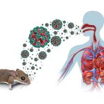 Hantavirus en 2026: cómo una alerta sanitaria puede acabar afectando a tu bolsillo sin que te des cuenta